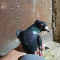 نروماده پلنگ قیمت2ملیون500