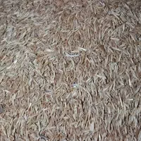 گندم دیم|عمده‌فروشی|نهاوند, |دیوار