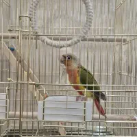طوطی گرین‌چیک اصیل