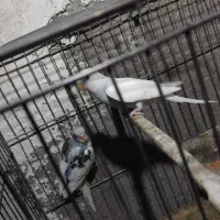 یک جفت مرغ عشق