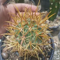 کاکتوس کلکسیونی  تفرو افوربیا اگاو ژمینو استریاس