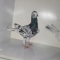 کبوتر هفترنگ