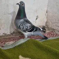 کبوتر مسافتی بغدادی دورگ