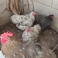 مرغ وخروس وجوجه  .کوشین لهستانی  و یک مرغ برهما