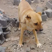 دوقلاده سگ افغان