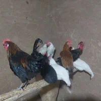 خروس|حیوانات مزرعه|میبد, |دیوار