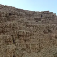 پرس کاه درجه یک امسالی