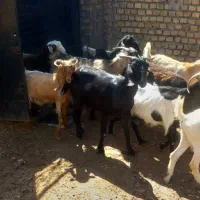 ۵ عدد بز  شیری