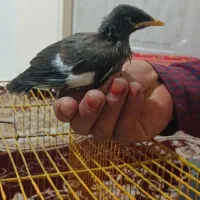 میناجوجه