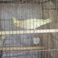 یک جفت عروس هلندی نر و ماده سخن گو