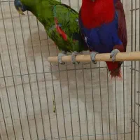 جفت اکلکتوس