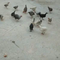 جوجه بومی اصل