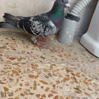 کبوتر|پرنده|کارون, |دیوار