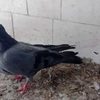 کبوتر پره|پرنده|بابا حیدر, |دیوار