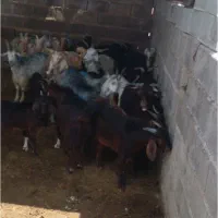۲۳راس بز کهردار کهر کلر روزگاری