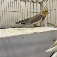 عروس هلندی ماده بالغ کار داده