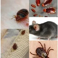 سمپاشی سوسک ساس کنه بید کک کنه موش سم پاشی