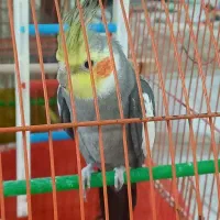 عروس هلندی نیمه دستی نر
