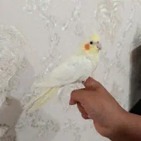 عروس هلندی