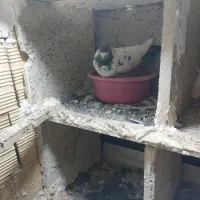 کفتر
