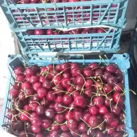 حراج گیلاس تکدانه درشت