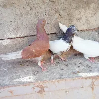 کفتر|پرنده|ملکآباد, |دیوار