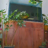 اکواریوم