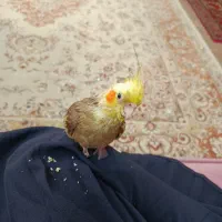 عروس هلندی گمشده نزدیک یک سالش