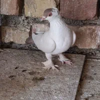 ماده امپراتور