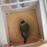 دو جفت فنچ گلدین  جفت زبرا cfw جفت ستاره ای