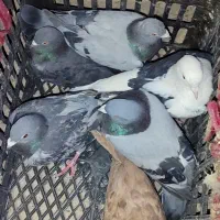 کبوتر