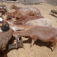 حیوانات مزرعه
