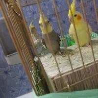 یک جفت عروس هلندی