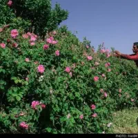 نیازمند ۴الی ۵نفر کارگر گل چین