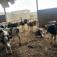 فروش ۲۰راس گوساله هلشتایین آماده پروار