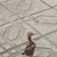 جوجه لاری اوشامو پشت آتیشی درجه یک