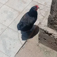 مرغ