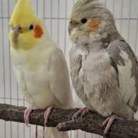 عروس هلندی نر وماده