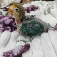 کوتوله پاربلو سرلاکی
