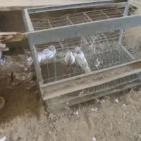 کبوتر شیخ