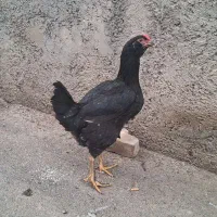 مرغ لاری  مادر ش گلین با سه تا جوجه