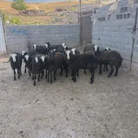 بره نر و ماده اصیل شال