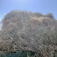شبدر