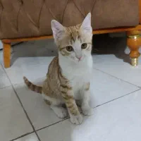 واگذاری بچه گربه  کیوت و بسیار مهربان