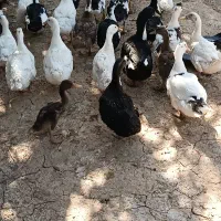 اردک چهار ماهه