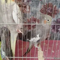 عروس هلندی جفت مولد