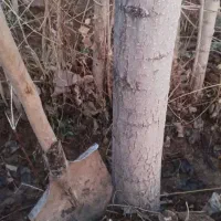 فروش نهال صنوبر نژاد نیگرا..یک ساله تا سه ساله