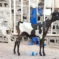 گیسه پچی