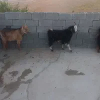 کهره نر