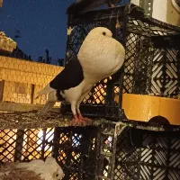 کبوتر کلاغ کفتر کلاغ جوجه کفتر نقش غراب